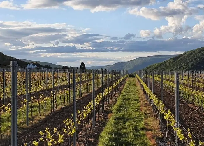 Birkennest * Bingen am Rhein